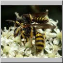 Ectemnius lituratus - Grabwespe 03 Paarung.jpg